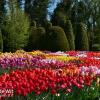 Hình ảnh Khai trương vườn thử nghiệm và trưng bày hoa tulip