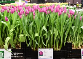 Amedea ® | Tulip | Jan de Wit en Zonen B.V.