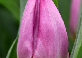 Light Pink Prince ® | Tulip | Jan de Wit en Zonen B.V.