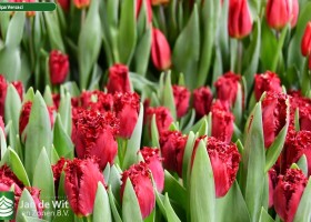 Versaci ® Tulip Jan de Wit en Zonen B V