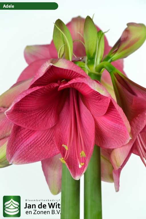 Amaryllis - Pink Flush