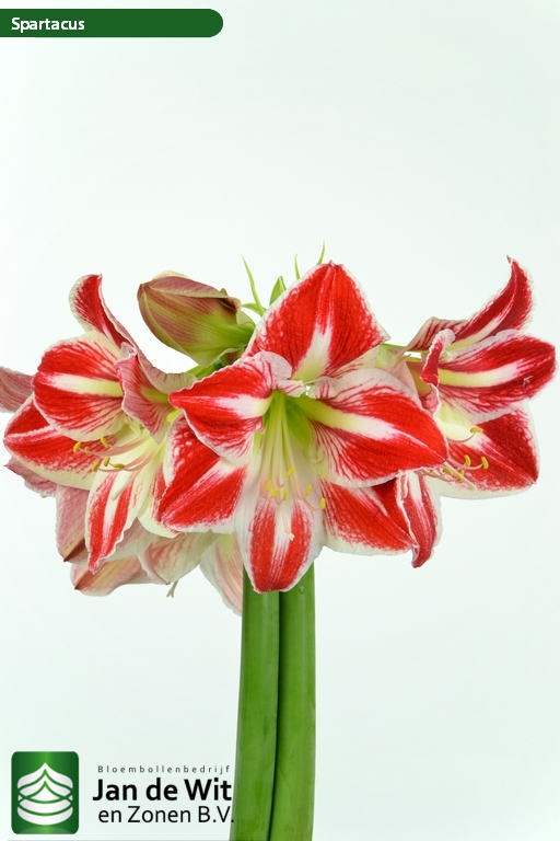 Spartacus | Hippeastrum | Jan de Wit en Zonen B.V.