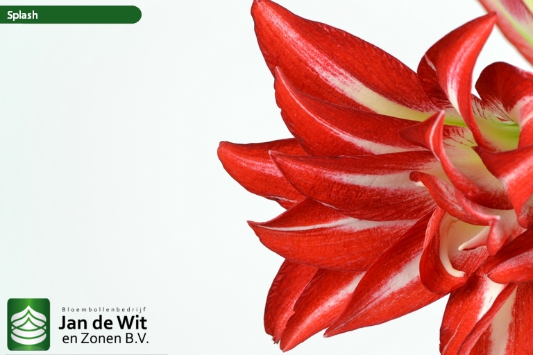 Double Shine, Hippeastrum