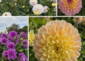 Introduction of the Dahlia