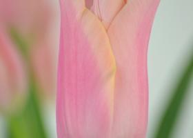 Japanese 'Flower Bulb of the Year'