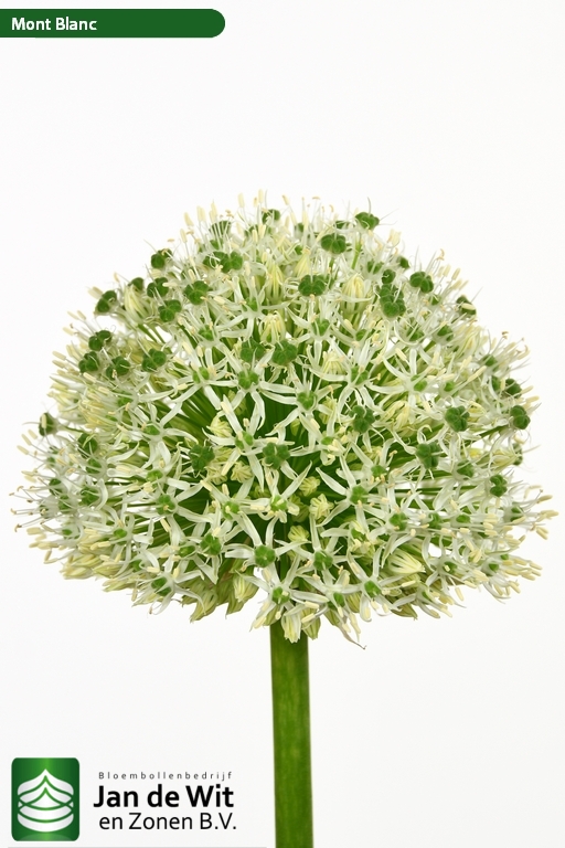 stipitatum Mont Blanc | Allium | Jan de Wit en Zonen B.V.