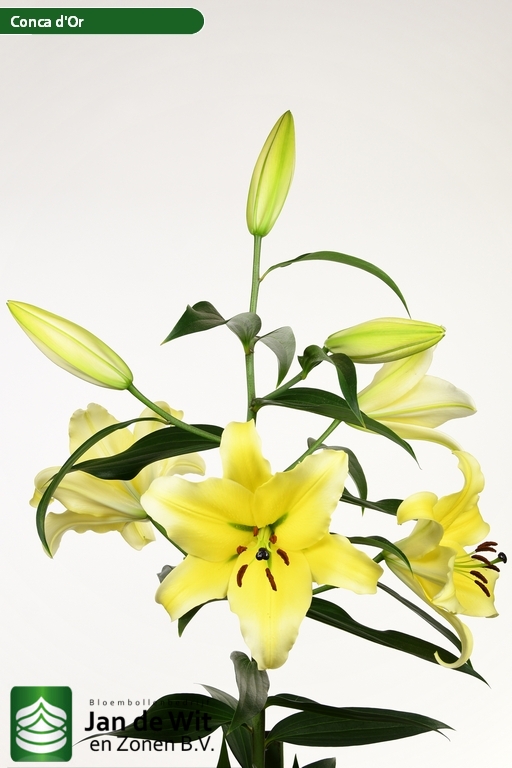 Conca d’Or ® | Lily | Jan de Wit en Zonen B.V.