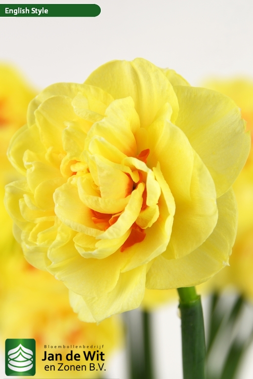 English Style Narcis Jan De Wit En Zonen B V