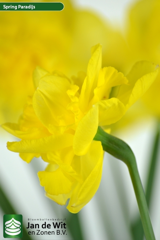 Spring Paradijs Narcissus Jan De Wit En Zonen B V
