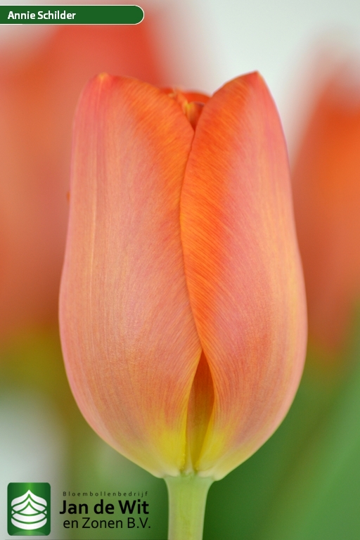 Tulipe Annie Schilder  L'Épicerie du Jardin