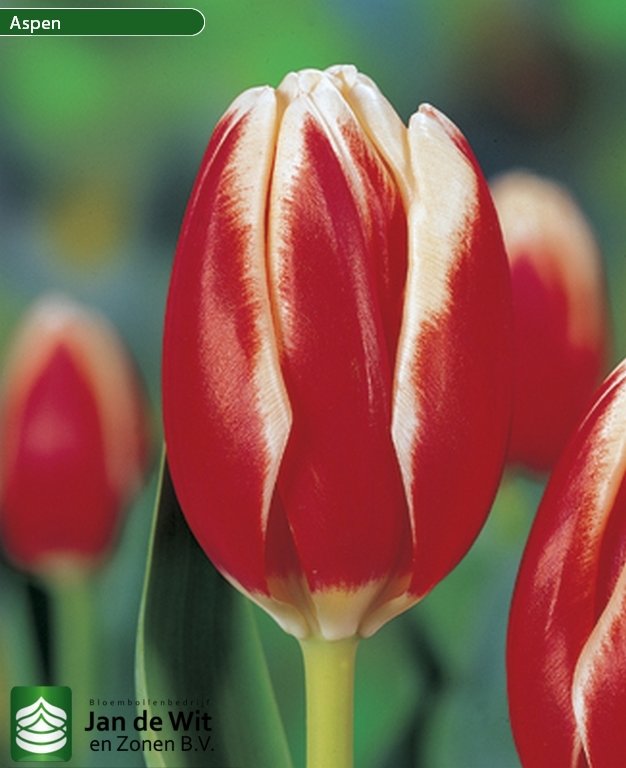 Nauwkeurigheid Kanon Pijnstiller Aspen ® | Tulip | Jan de Wit en Zonen B.V.