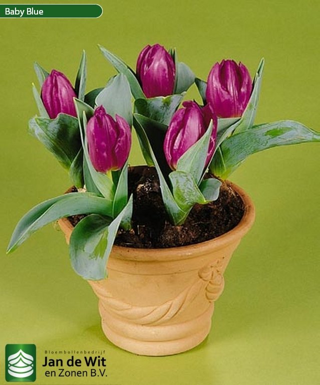 light blue tulips