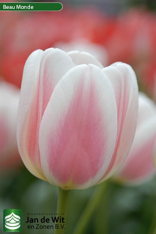 Beau Monde Tulip Jan de Wit en Zonen B.V