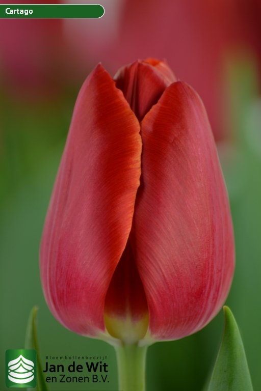 Tulipa Cartago ®