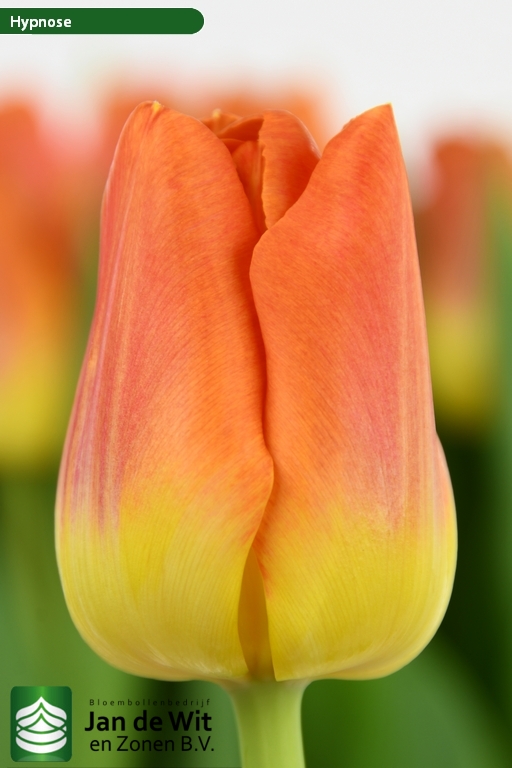 Hypnose Tulip Jan De Wit En Zonen B V