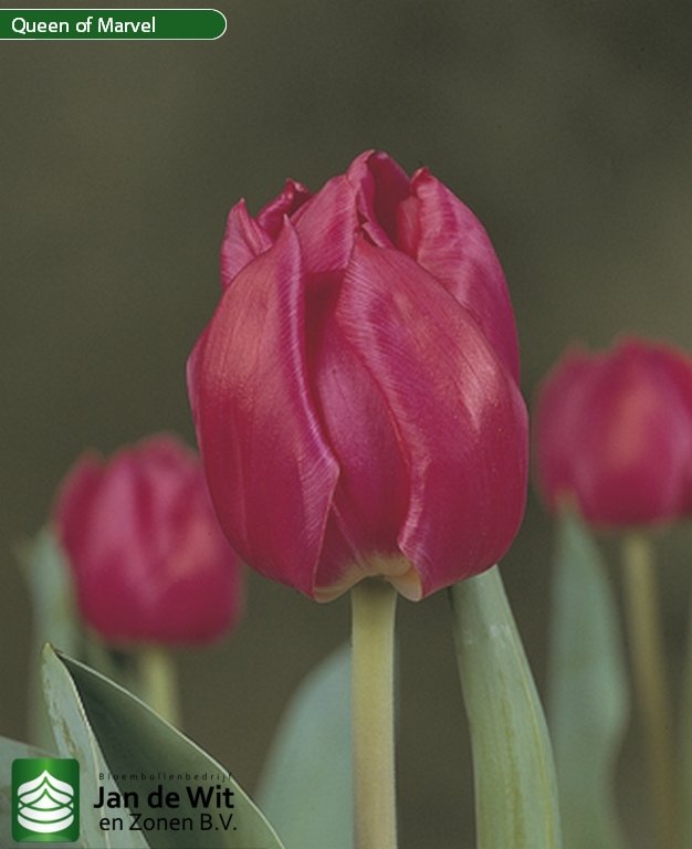 Три тюльпана королева. Tulipa Queen of Marvel. Тюльпан Túlipa Queen of Marvel. Сорт тюльпана Кристмас Марвел. Tulipa Dancing Queen тюльпан.