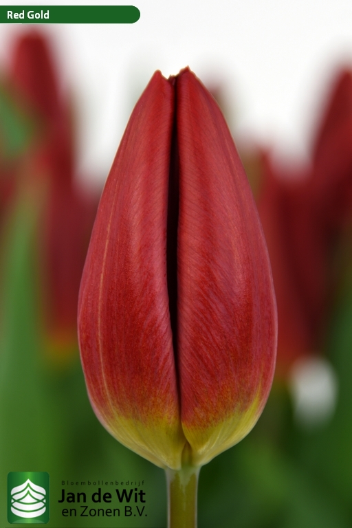 Tulipa Red Gold ®