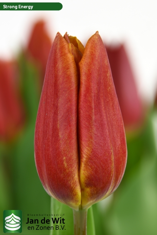 Tulipa Strong Energy