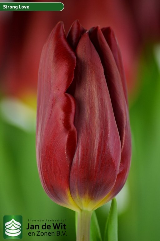 Tulipa Strong Love ®
