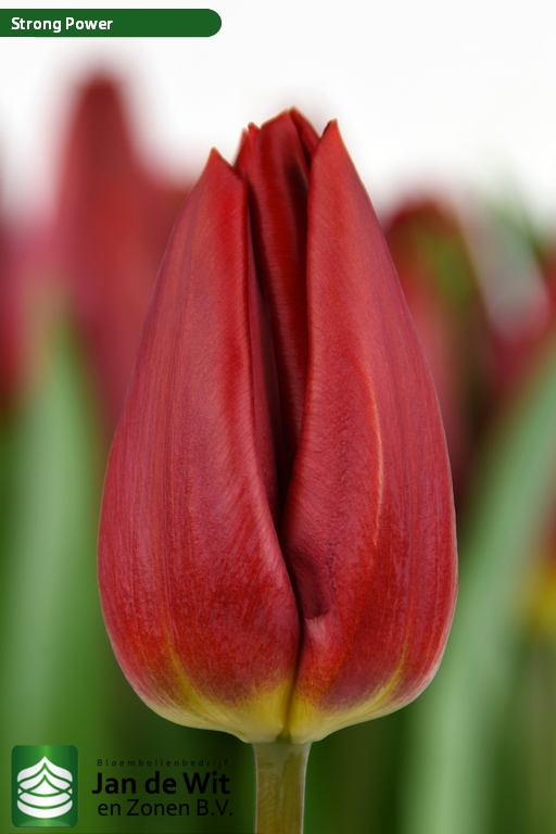 Tulipa Strong Power ®