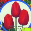Hình ảnh Giới thiệu giống hoa tulip Prominence