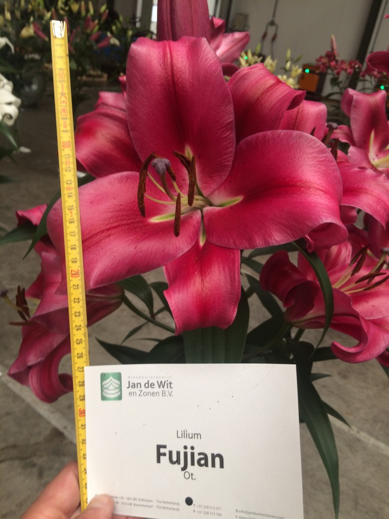 Lilies from test greenhouse | Noticias | Jan de Wit en Zonen .