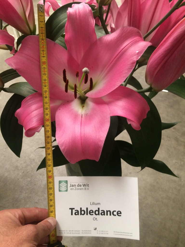 Lilies from test greenhouse | Noticias | Jan de Wit en Zonen .